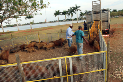 Até agora, 32 capivaras foram levadas para o Parque do Pombo - Divulgação/prefeitura Até agora, 32 capivaras foram levadas para o Parque do Pombo - Divulgação/prefeitura