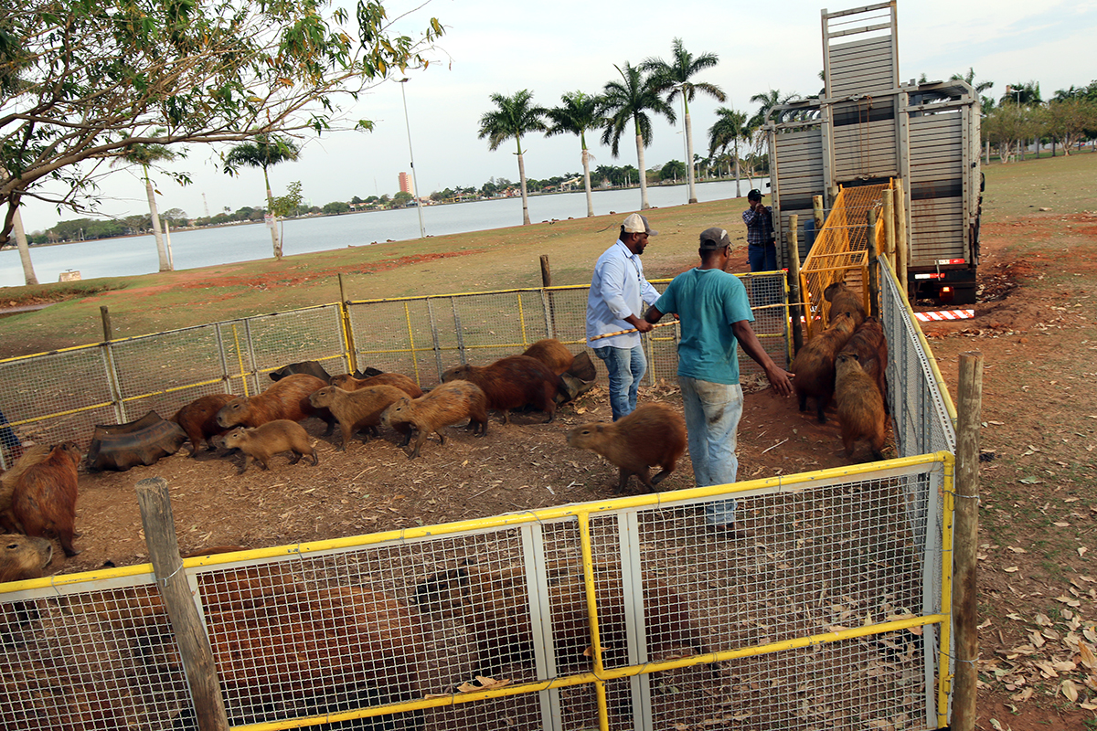 Até agora, 32 capivaras foram levadas para o Parque do Pombo - Divulgação/prefeitura