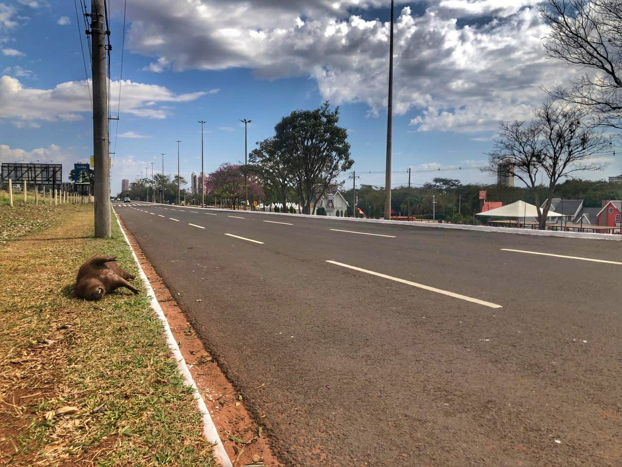 Mais um animal foi atropelado nos Altos da Avenida Afonso Pena, próxima a radar que permite velocidade máxima de 50 km/h - Gabi Couto/CBN