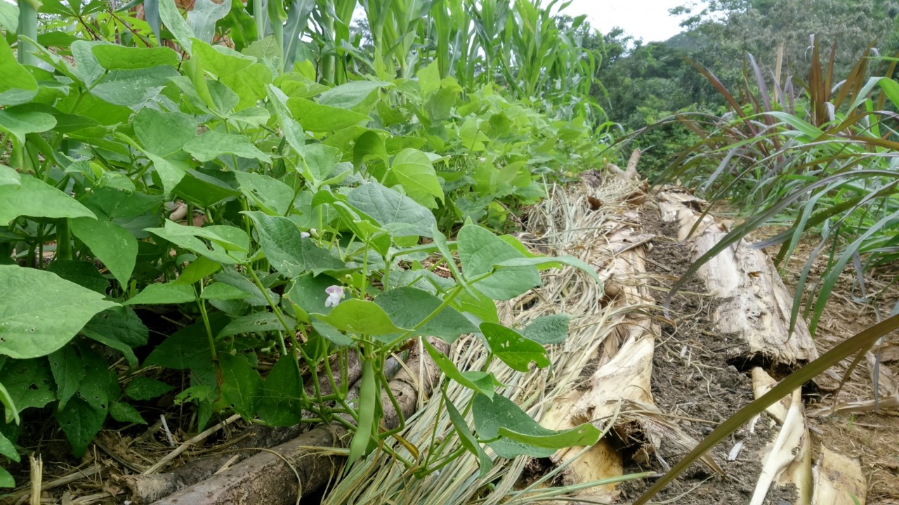 Fórum discute práticas sustentáveis no agronegócio. - Foto: Divulgação