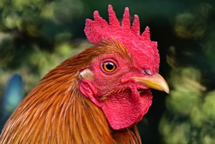 Exportações de frango tiveram aumento em junho Exportações de frango tiveram aumento em junho