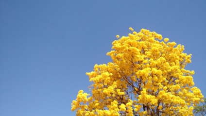 O Ipê-Amarelo é símbolo do Estado de Mato Grosso do Sul. - Foto: Reprodução