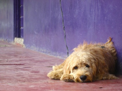 Campanha contra maus-tratos a animais busca punições mais severas para os crimes