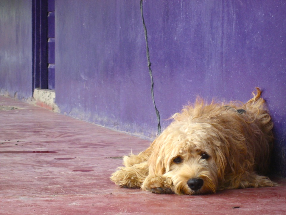 Campanha contra maus-tratos a animais busca punições mais severas para os crimes