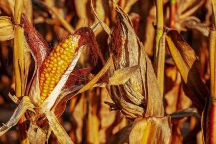 Já a colheita de milho verão começa em estados mais tardios e vai a 29% 