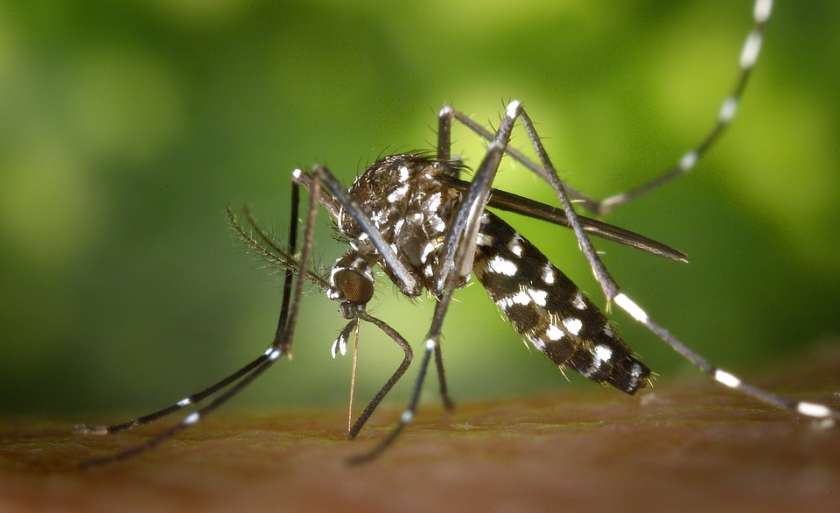 Para diminuir casos, Secretaria de Educação inclui dengue no currículo escolar do Município