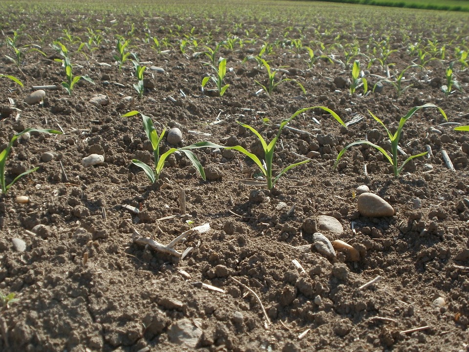 Produtores têm até dia 31 de maio para cadastrar áreas de cultivo do milho