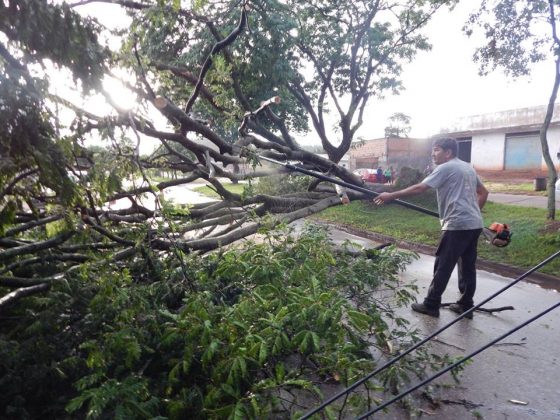 Árvore caida em razão do temporal em Novo Mundo - Foto: Prefeitura Municipal de Mundo Novo