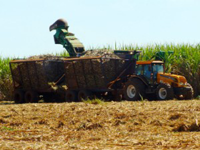 MS deve moer 800 mil t de cana a mais que o previsto nesta safra -