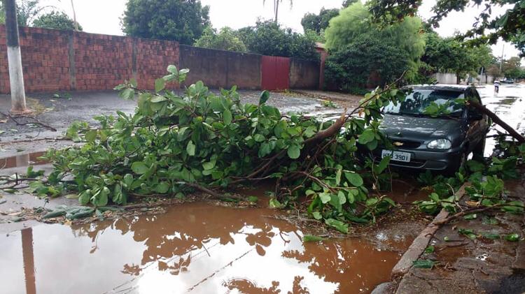 Três árvores caíram durante temporal com ventos de 48 Km/h - Divulgação