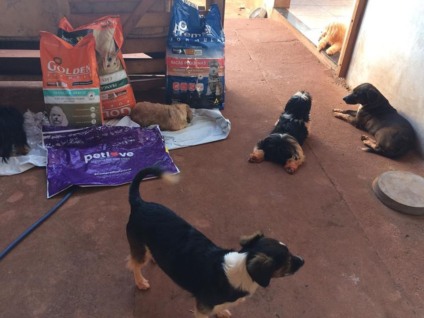 A protetora não tem canil e abriga os animais, 26 cachorros e dois gatos, na residência dela - Arquivo/Pessoal