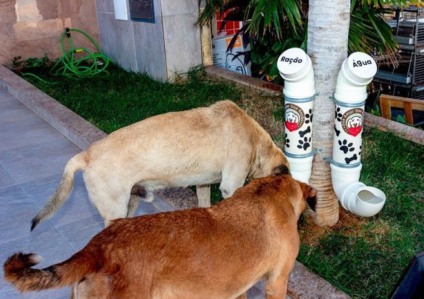 Praças vão ganhar equipamentos para alimentar animais de rua que passarem pelo local - Divulgação