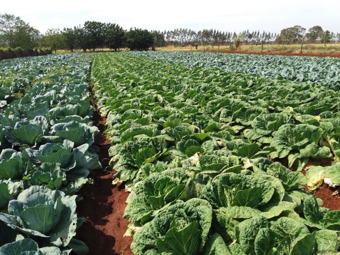 Parceria entre cooperativa e atacadista garante geração de renda a produtores de hortifrutis - Imagem cedida