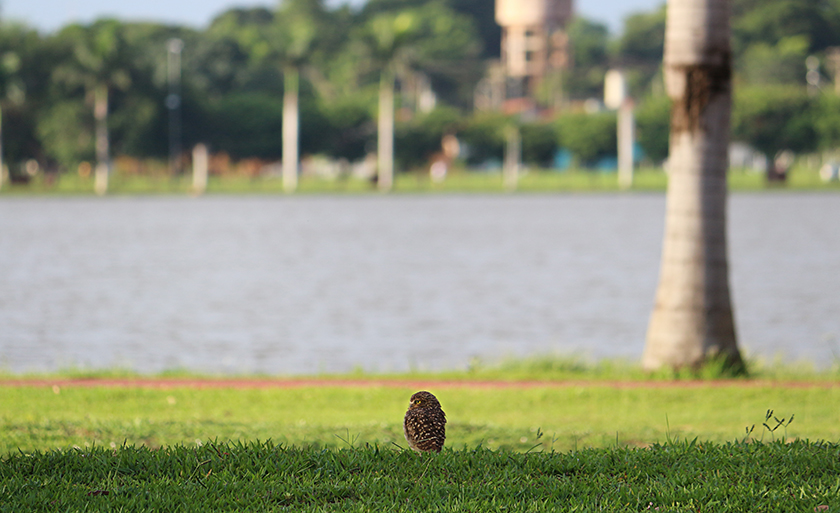 Coruja zelando por seu ninho no entorno da Lagoa Maior - Danielle Leduc/JP