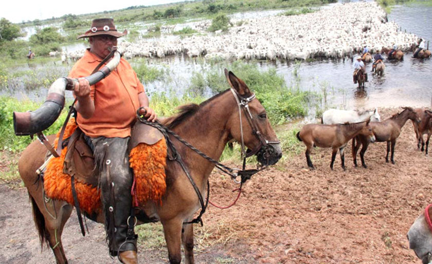 Peão pantaneiro toca o berrante, chamando a boiada para seguir a longa viagem - Sílvio Andrade/Portal MS