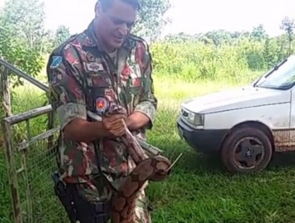 Cobra será devolvida ao seu habitat natural - Divulgação/PMA