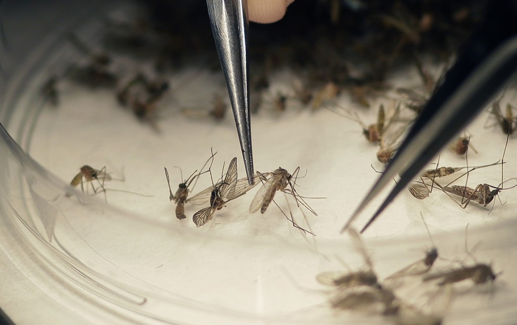 Mosquito Aedes aegypti é o transmissor da zika, dengue e chikungunya - AP Photo/LM Otero, File