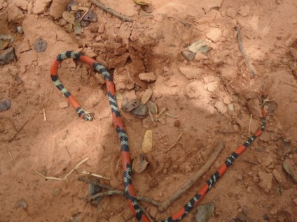 Cobra era da espécie coral e, segundo a PMA, não oferecia risco - Divulgação/PMA