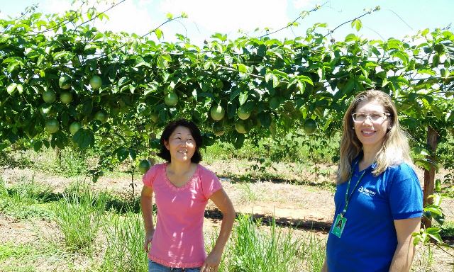 Técnicas da Agraer no Assentamento 20 de Março onde ocorre o experimento de maracujá  - Divulgação/Agraer 