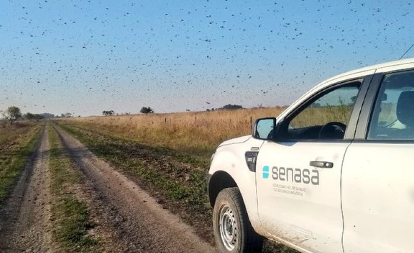 Imagem apresenta a primeira nuvem de gafanhotos na Argentina. - Foto: Senasa Argentina