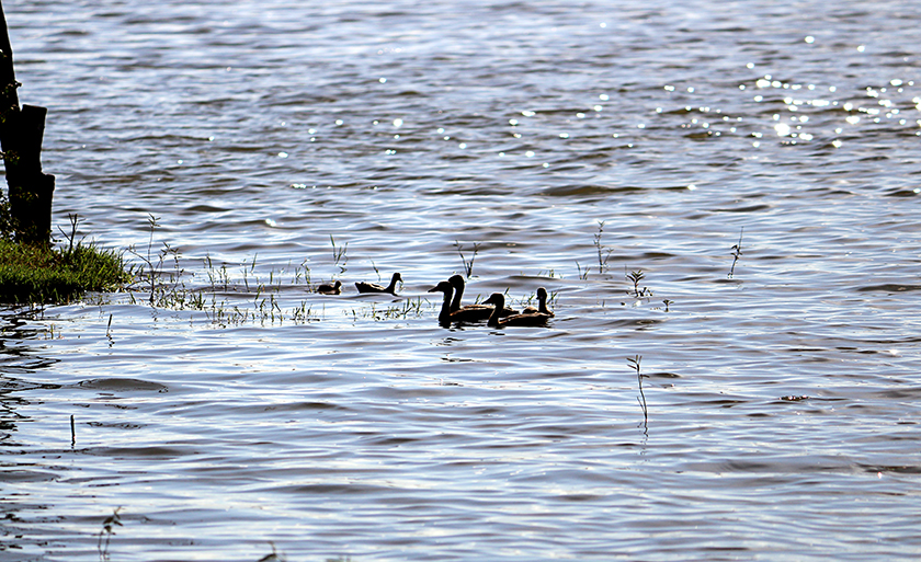 Família de patos na Lagoa Maior, em Três Lagoas - Danielle Leduc