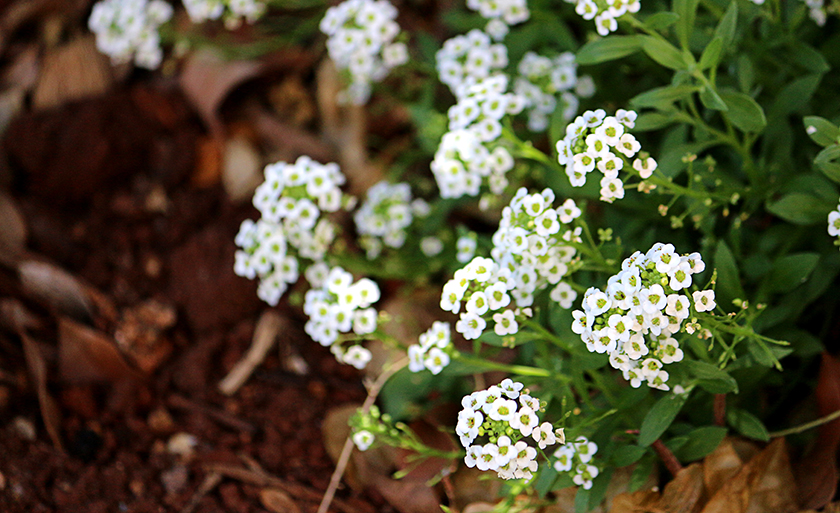 Cultive as amizades como se fossem flores - Danielle Leduc