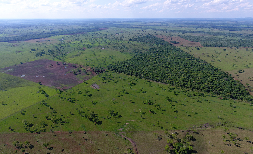 Área era de vegetação nativa do bioma cerrado - Divulgação/PMA