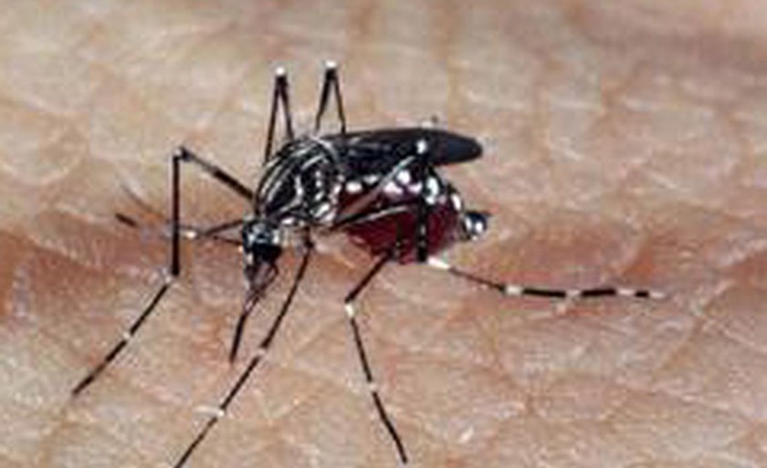 Mosquito Aedes aegypti, transmissor do vírus da dengue