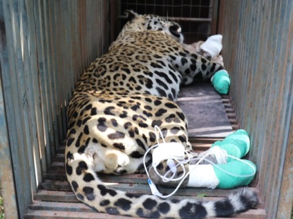 Animal morreu pouco tempo depois de ser resgatado - Divulgação/Portal do MS