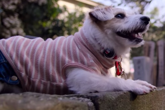 Netflix lança trailer emocionante de série documental sobre cachorros