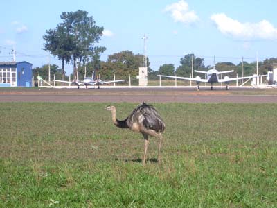 No início da tarde, uma das Emas passeava tranquilamente próximo de aeronaves e a pista do aeroporto -