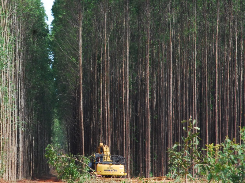 Operador de trator florestal foi a ocupação mais procurada neste ano - Arquivo