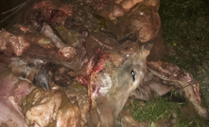 Todos ajudaram a matar, carnear e enterrar os dejetos do animal - Divulgação/5º BPM/CPA2