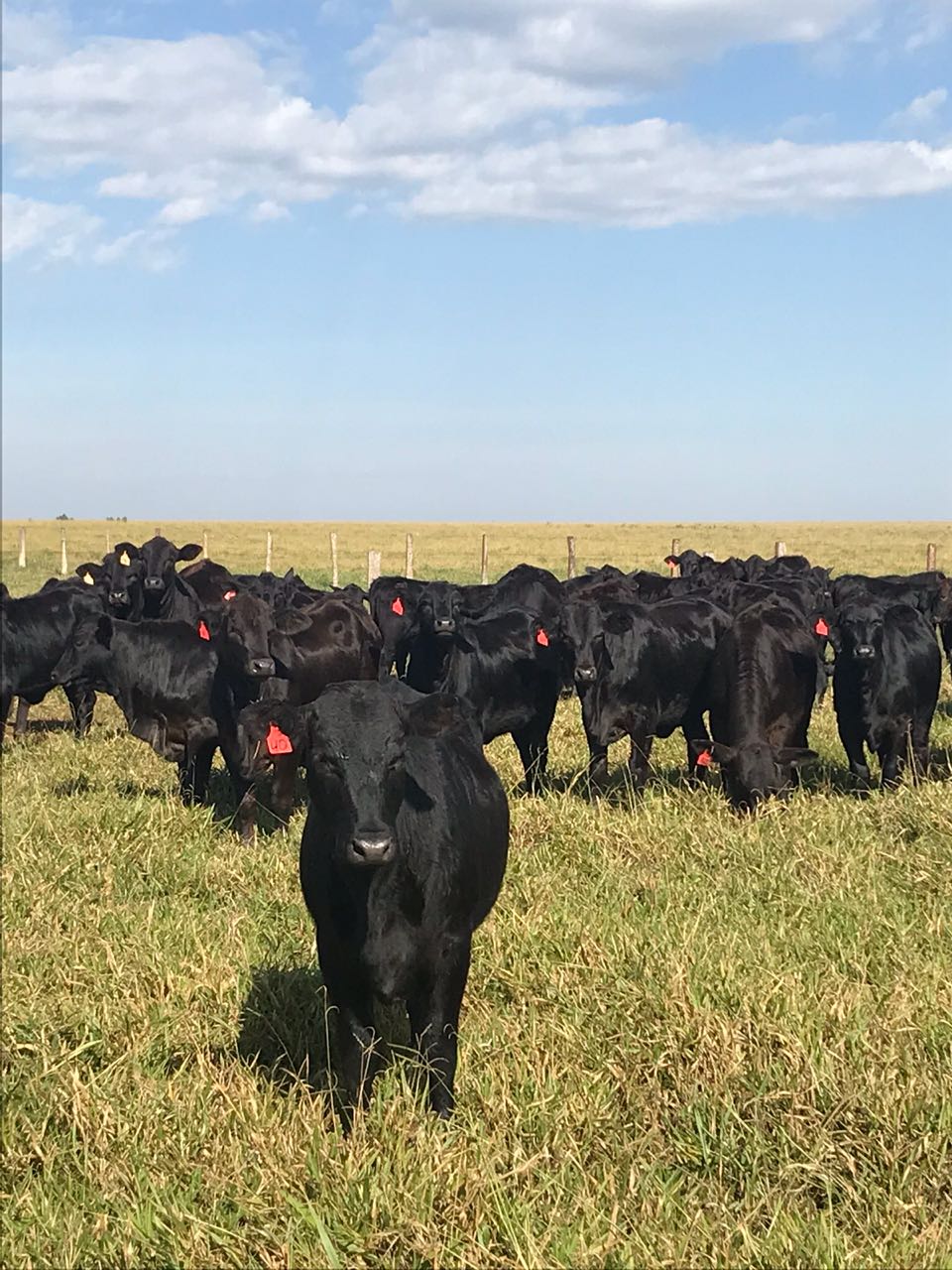 Animais da raça Aberdeen foram retirados da fazenda - Divulgação