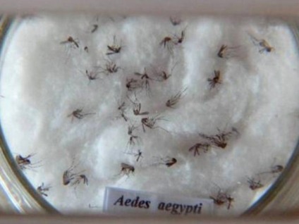 Os testes rápidos também podem detectar dengue e chikungunya - Arquivo/Agência Brasil