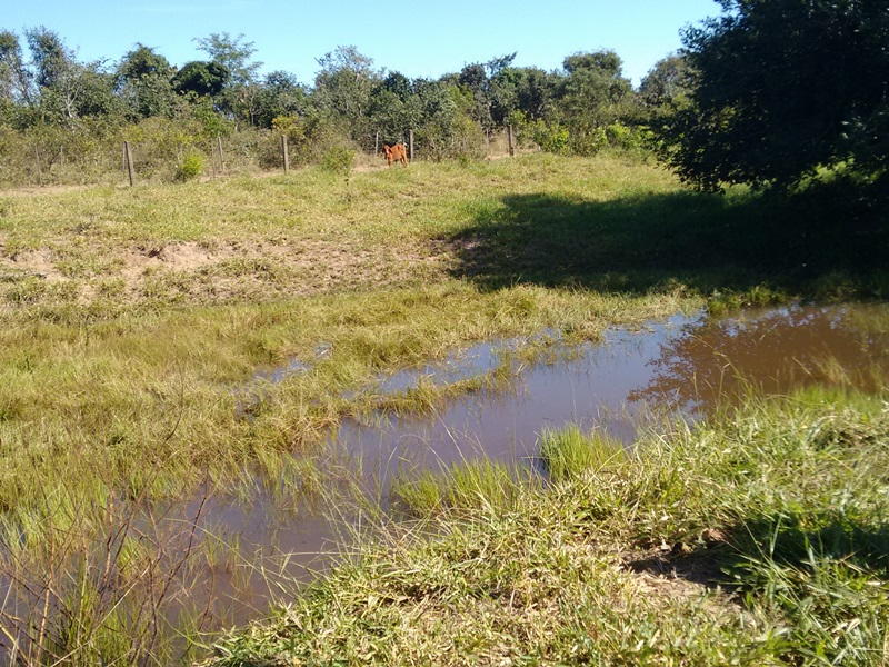 Pecuarista criava animais na faixa de domínio de uma via férrea - Divulgação