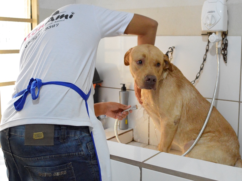 O labrador Conan foi o primeiro cachorro a ganhar um dia de banho e tosa pela promoção - Leandro Elias/JP