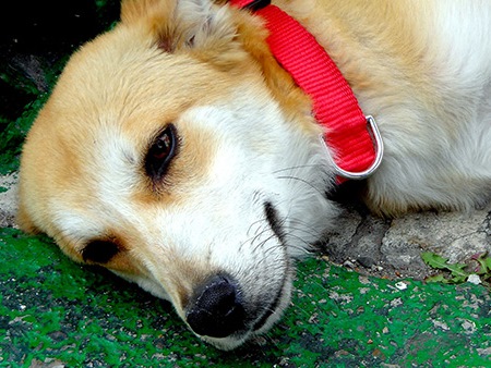 - Ilustração - Ilustração