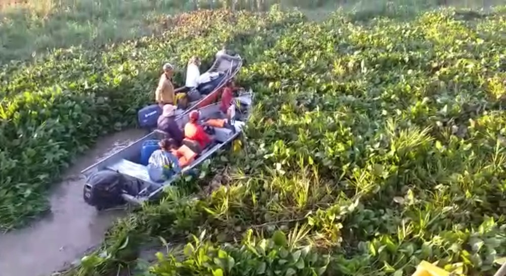 Embarcações são retidas por plantas aquáticas no rio Negrinho - Imagem cedida/Márcio Avellar