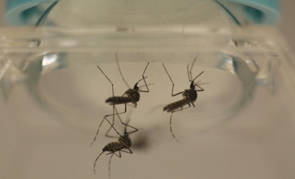 Mato Grosso do Sul é o segundo estados do país com casos notificados da dengue - Reprodução