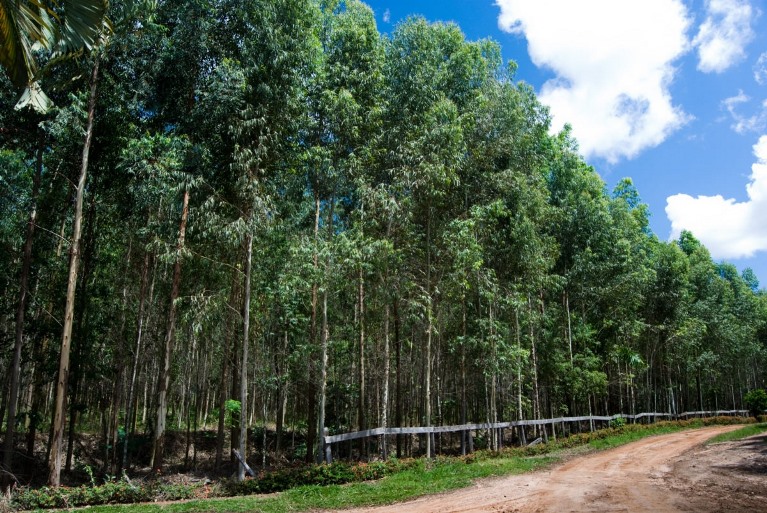 Instalação de fábrica de papel e celulose depende estudo e avaliação de mercado, diz executivo - imagem cedida | Foto: Arquivo CBN-CG