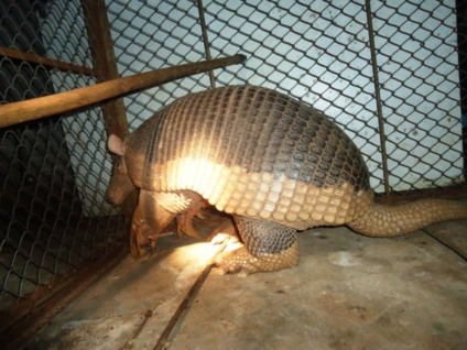 Tatu-canast4ra é uma espécie em extinção -