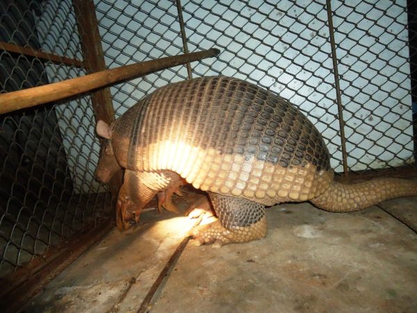 Tatu-canast4ra é uma espécie em extinção -