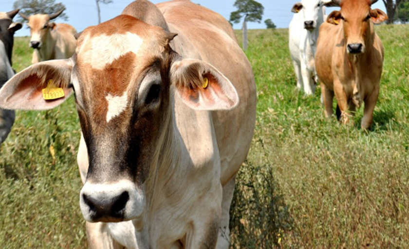 Medida faz parte de um projeto de modernização proposto pela Agência Estadual de Defesa Sanitária Animal e Vegetal - Divulgação/Semagro