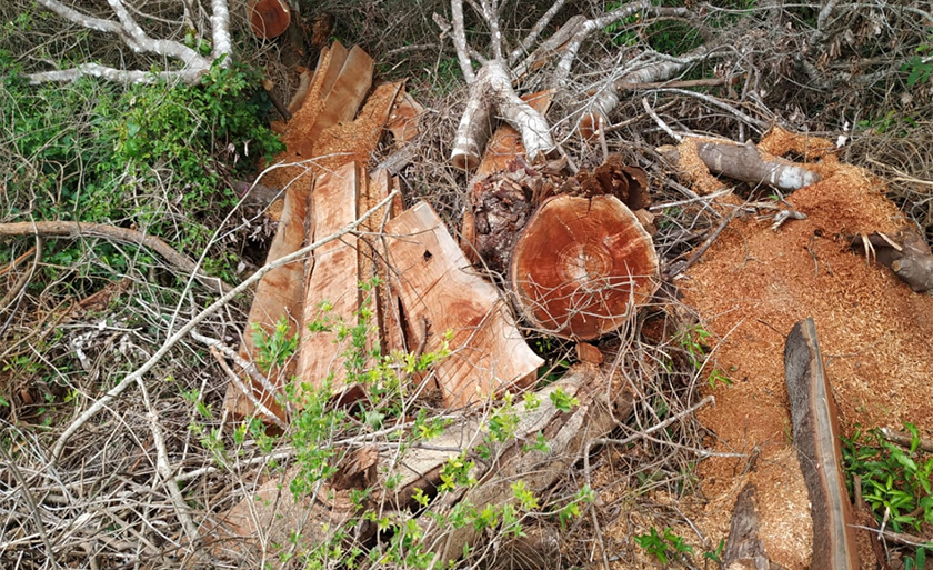 Infrator deve apresentar um Plano de Recuperação da Área Degradada e Alterada junto ao órgão ambiental estadual - Divulgação/PMA