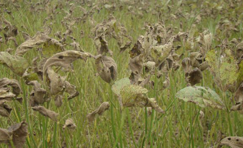 Chapadão do Sul é o município com mais focos da ferrugem asiática registrados no levantamento - Foto: Divulgação/EMBRAPA
