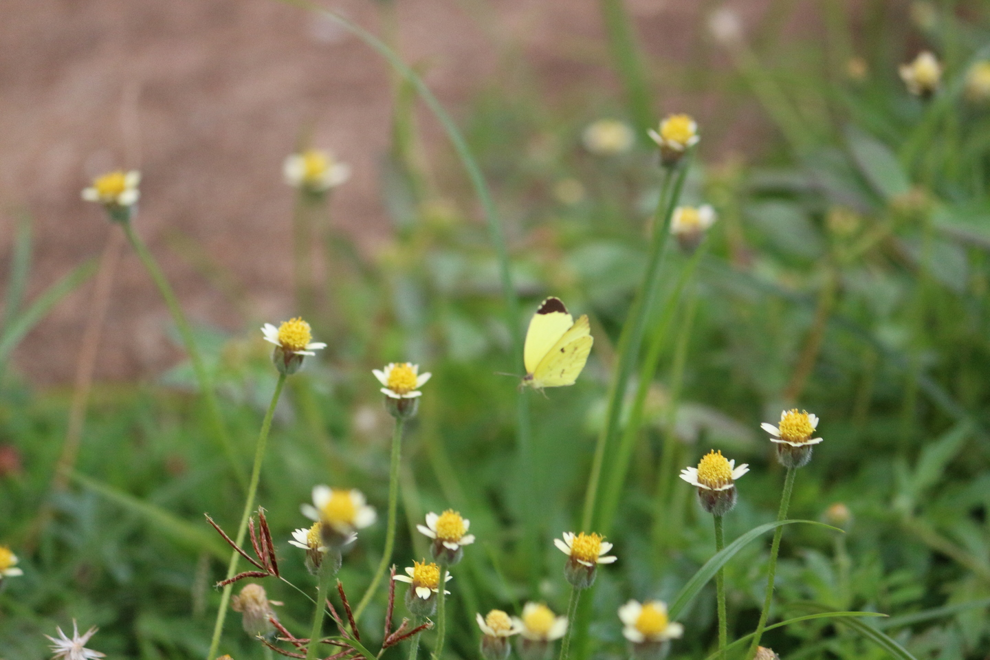 “Duvide do brilho das estrelas. Duvide do perfume de uma flor. Duvide de todas as verdades. Mas nunca duvide do meu amor.” -William Shakespeare - Danielle Leduc/JPNews