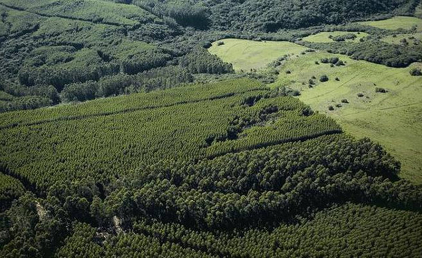 Reserva legal é a parte do imóvel rural que, coberta por vegetação natural, é destinada para manutenção da biodiversidade, deve permanecer intocada - Agência Câmara Notícias