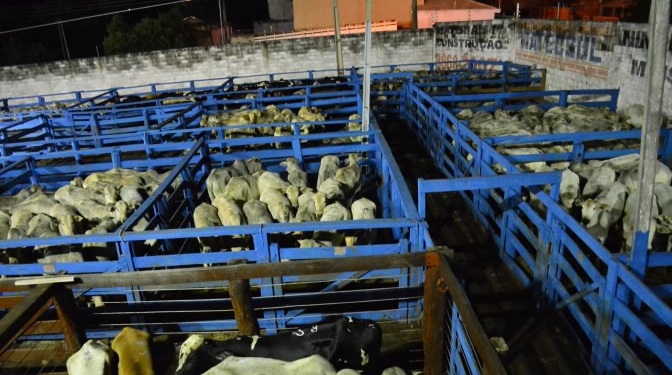 O evento acontece no tatersal da Leilosin - Divulgação