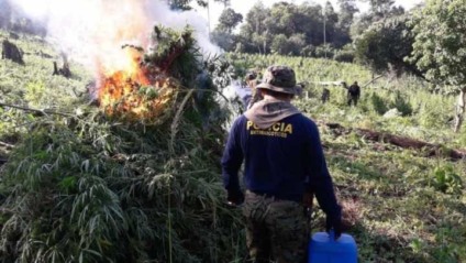 Polícia paraguaia destrói oito hectares de plantações de maconha - Foto: ABC COLOR